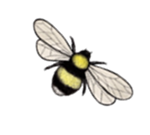 A bee